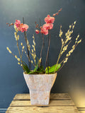 Moth Orchid Showstopper!