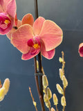 Moth Orchid Showstopper!