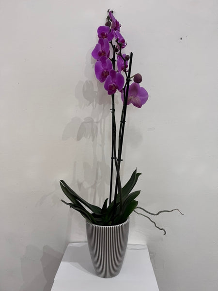 Phalaenopsis (Moth) Orchid in Pot
