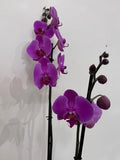 Phalaenopsis (Moth) Orchid in Pot