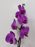 Phalaenopsis (Moth) Orchid in Pot