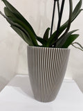 Phalaenopsis (Moth) Orchid in Pot