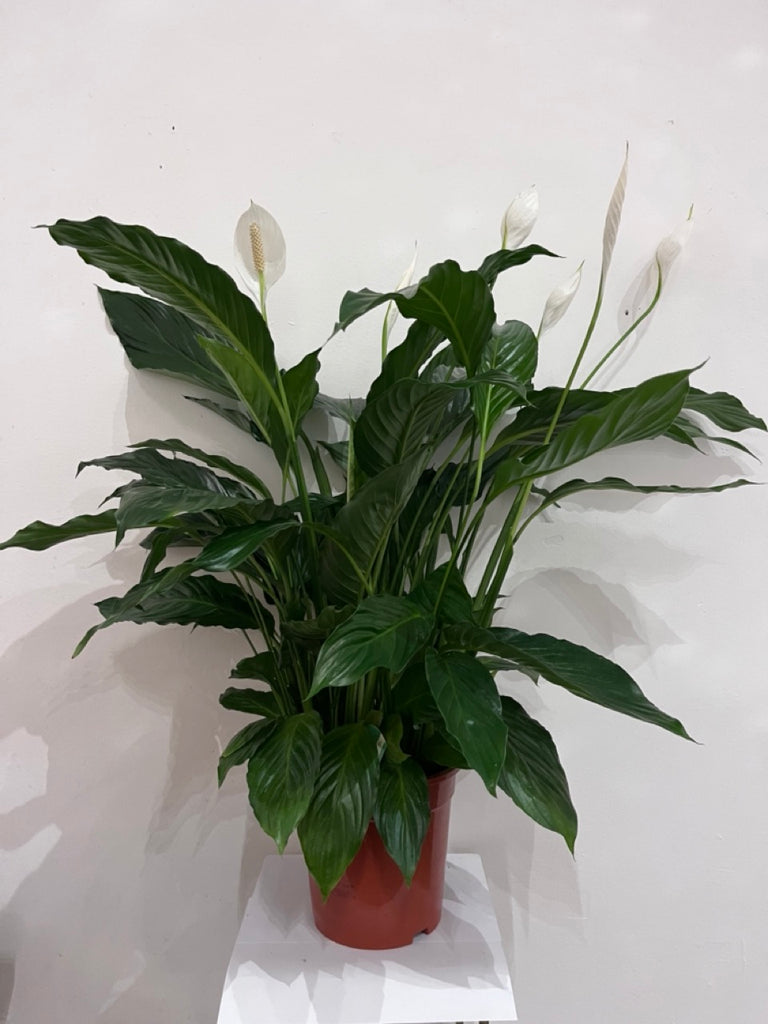 Large Peace Lily