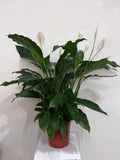 Large Peace Lily