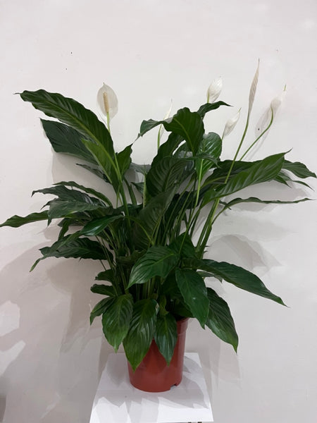 Large Peace Lily