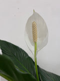 Large Peace Lily