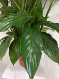 Large Peace Lily