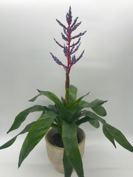 Aechmea Blue Rain