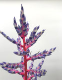 Aechmea Blue Rain