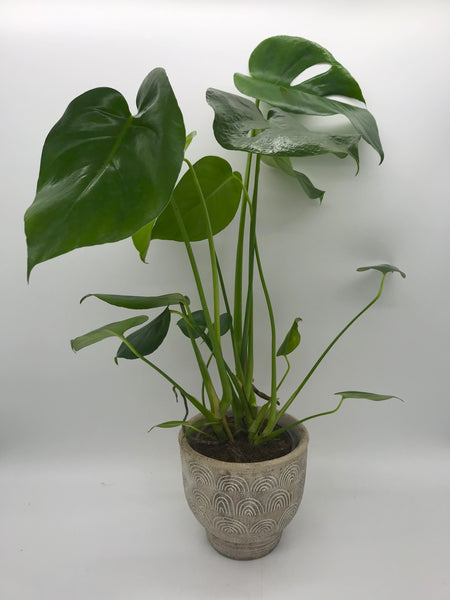 Monstera Deliciosa in Pot (Cheeseplant)