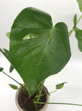Monstera Deliciosa in Pot (Cheeseplant)