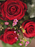 Classic Red Roses