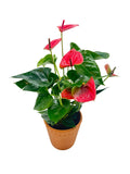 Painter’s Palette Anthurium