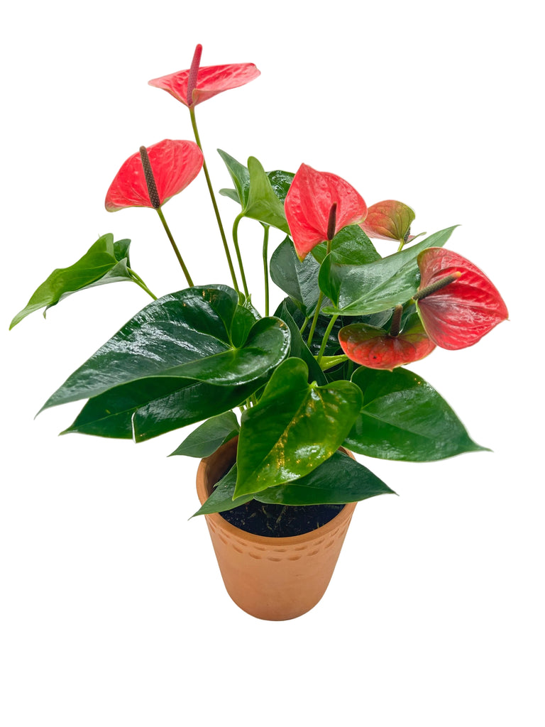 Painter’s Palette Anthurium