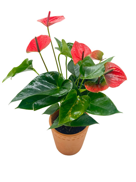Painter’s Palette Anthurium