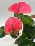 Painter’s Palette Anthurium