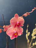 Moth Orchid Showstopper!