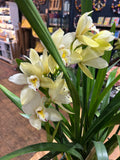Cymbidium orchid plant.