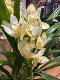 Cymbidium orchid plant.