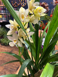 Cymbidium orchid plant.