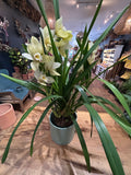Cymbidium orchid plant.