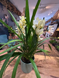 Cymbidium orchid plant.