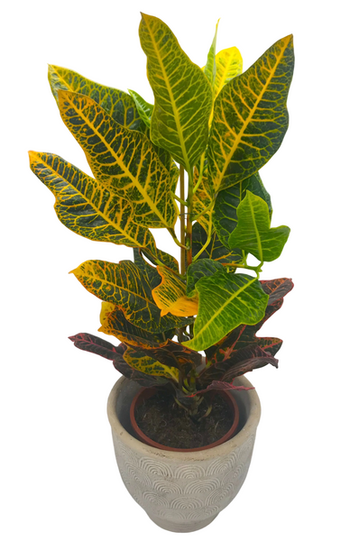 Codiaeum (Joseph's Coat)