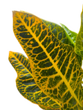 Codiaeum (Joseph's Coat)