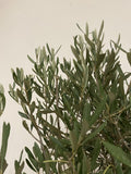 Large Olive Tree