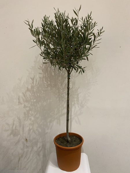 Large Olive Tree