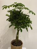 Schefflera in Basket (Umbrella Tree)
