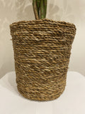 Schefflera in Basket (Umbrella Tree)