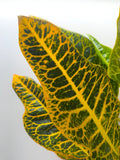 Codiaeum (Joseph's Coat)