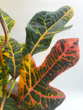 Codiaeum (Joseph's Coat)
