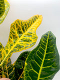 Codiaeum (Joseph's Coat)