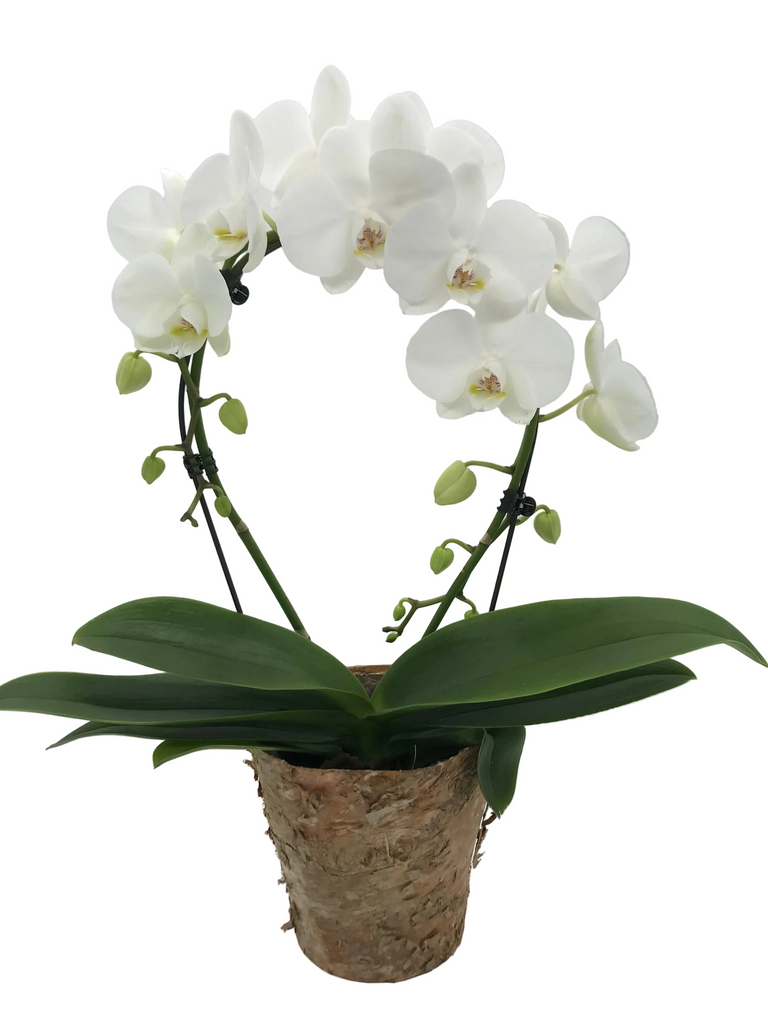 White Phalaenopsis (Moth) Orchid Hoop in Birch Bark Pot