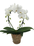 White Phalaenopsis (Moth) Orchid Hoop in Birch Bark Pot