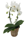 White Phalaenopsis (Moth) Orchid Hoop in Birch Bark Pot
